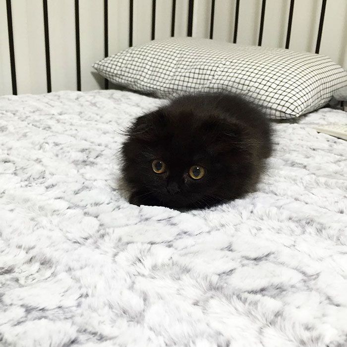 Impossible de ne pas craquer pour Gimo, le chat aux yeux immenses et trop mignons | So Busy Girls