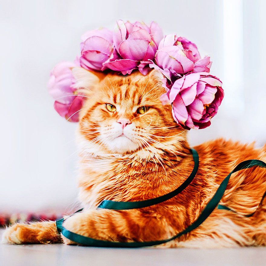 Découvrez Ginger, le chat roux tellement magnifique qu'il a son photographe personnel | So Busy Girls