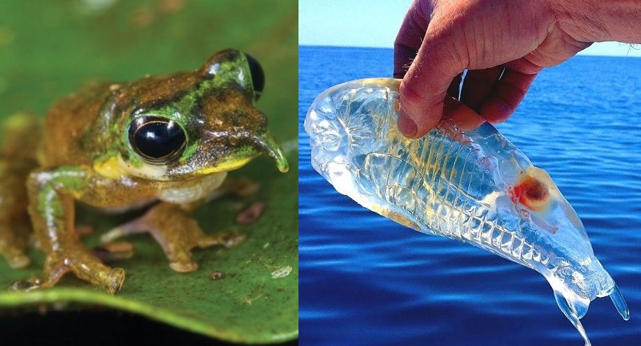 12 animaux rares et incroyables que vous n’avez sûrement jamais vus | So Busy Girls