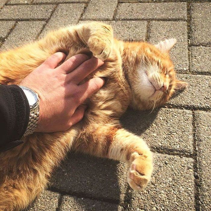Ce chat vient tous les jours à l'Université pour encourager les étudiants en leur faisant des câlins | So Busy Girls