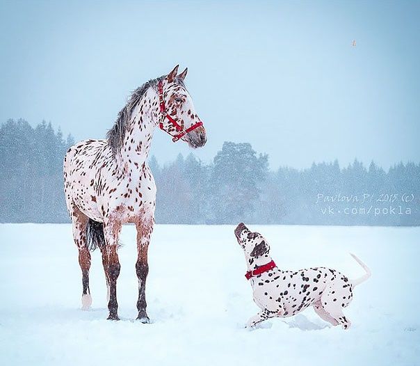 18 animaux qui se ressemblent comme 2 gouttes d'eau ! | So Busy Girls