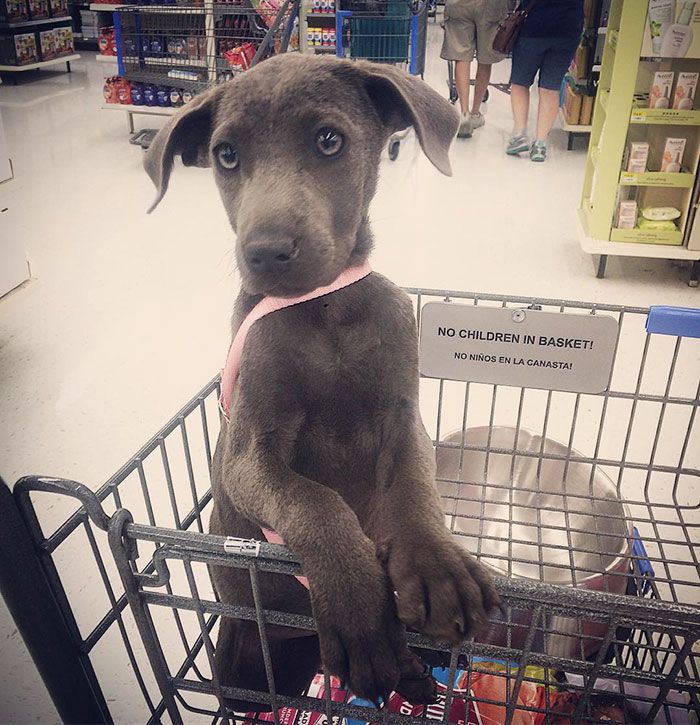 Ces 16 photos de chiens qui viennent de se faire adopter vont vous donner envie d'en recueillir un vous aussi ! | So Busy Girls