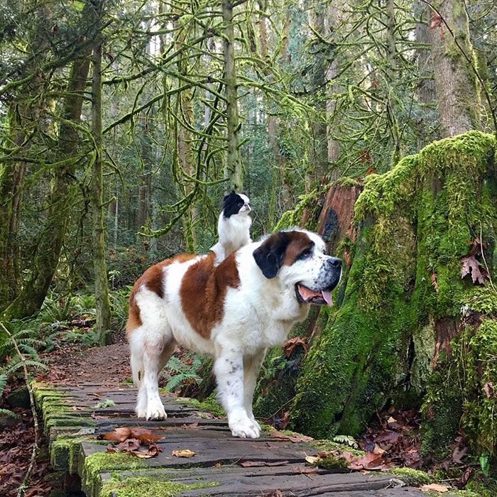 Ce petit chien se fait transporter partout sur le dos ce grand Saint Bernard | So Busy Girls