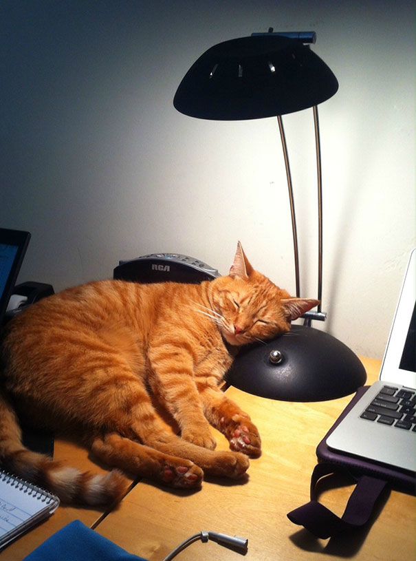 30 chats qui adorent la chaleur | So Busy Girls