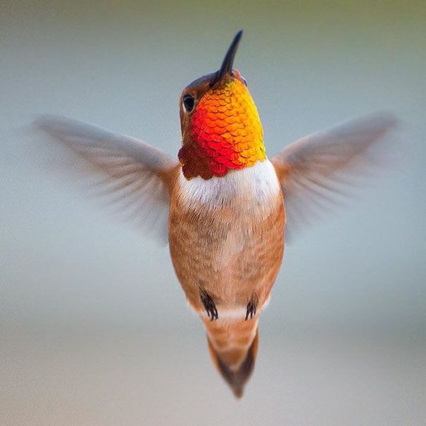 Une amoureuse de la nature capture la beauté des colibris dans son jardin | So Busy Girls