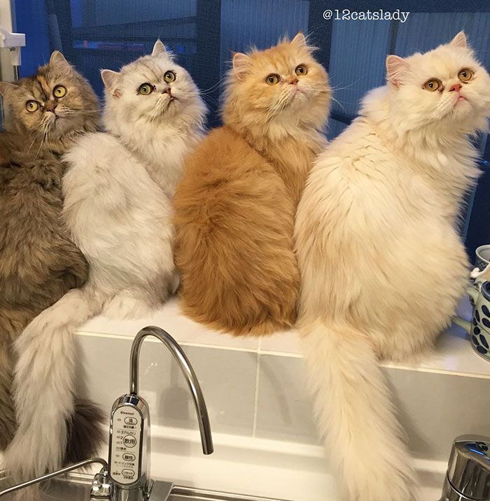 Cette femme aux 12 chats a conquis Instagram avec ses magnifiques chats persans | So Busy Girls