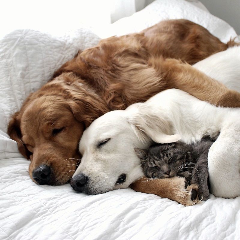 Ces 2 chiens et ce chat sont inséparables et ne se quittent jamais | So Busy Girls