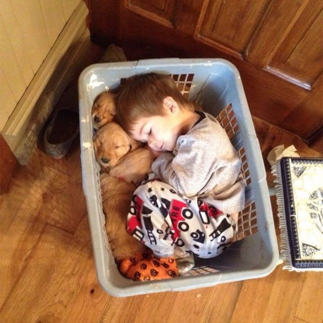 14 photos craquantes qui montrent que les chiens sont plus confortables que des oreillers | So Busy Girls