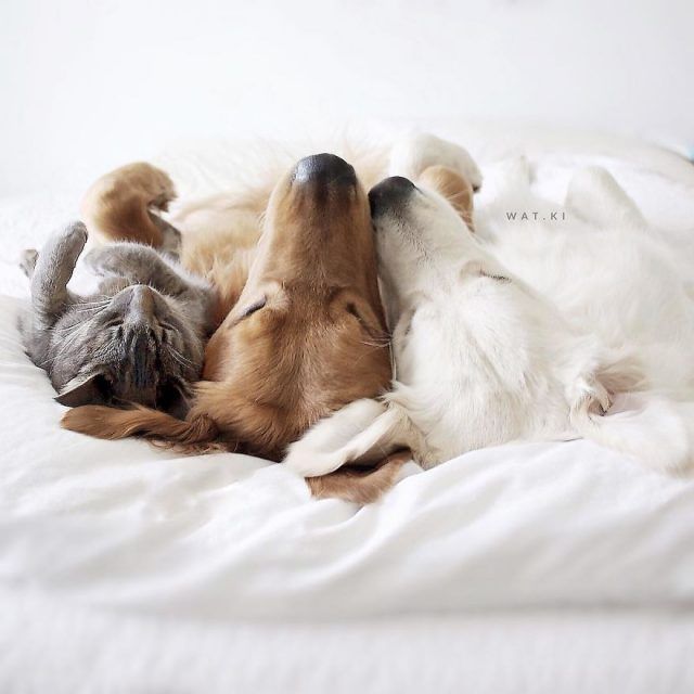 Ces 2 chiens et ce chat sont inséparables et ne se quittent jamais | So Busy Girls