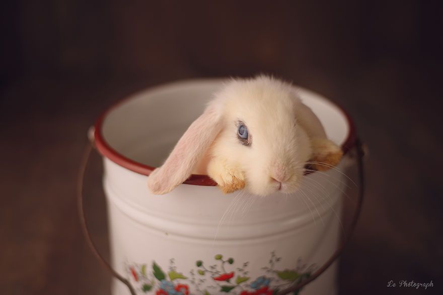 Ce bébé lapin est tellement mignon que vous allez avoir envie de lui faire un câlin | So Busy Girls
