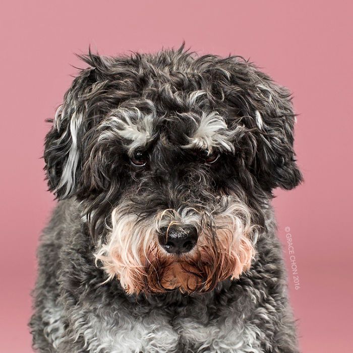 8 photos de chiens avant et après leur passage chez le toiletteur | So Busy Girls