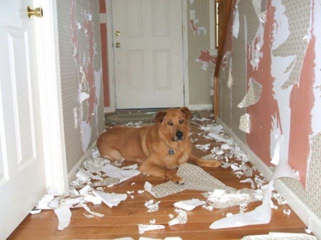 16 moments où des gens ont laissé leur animal seul, mais l'ont très vite regretté | So Busy Girls