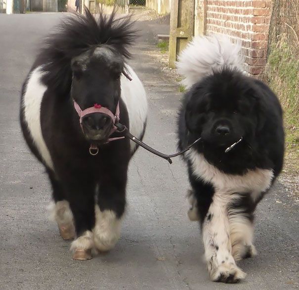 18 animaux qui se ressemblent comme 2 gouttes d'eau ! | So Busy Girls