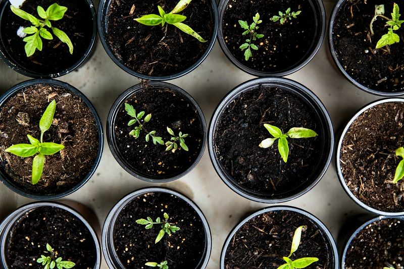 Cultiver un potager urbain : même sans jardin, c'est possible ! | So Busy Girls