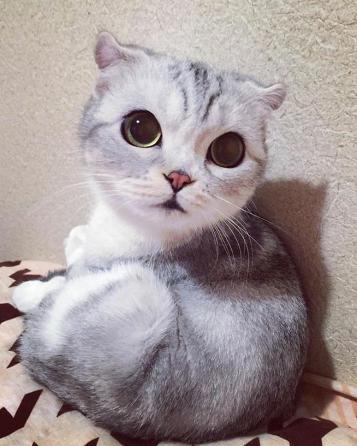Découvrez Hana, le chat aux grands yeux ronds qui fait fondre le coeur des Instagramers | So Busy Girls