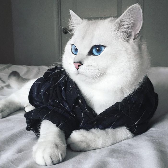 Ce chat a vraiment des yeux sublimes | So Busy Girls