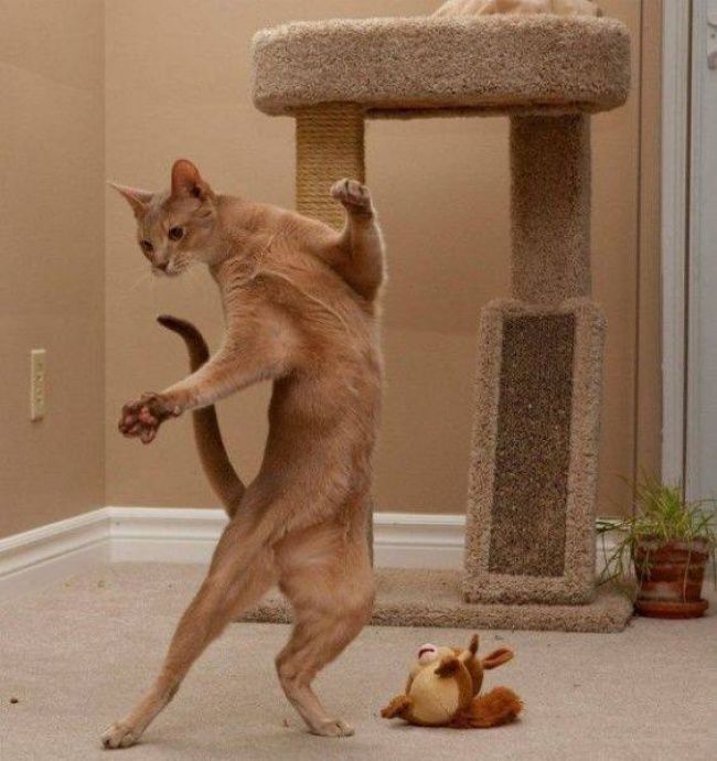 21 photos des plus beaux chats : vous n'allez pas pouvoir leur résister ! | So Busy Girls