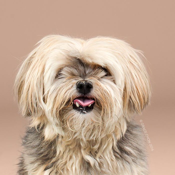 8 photos de chiens avant et après leur passage chez le toiletteur | So Busy Girls