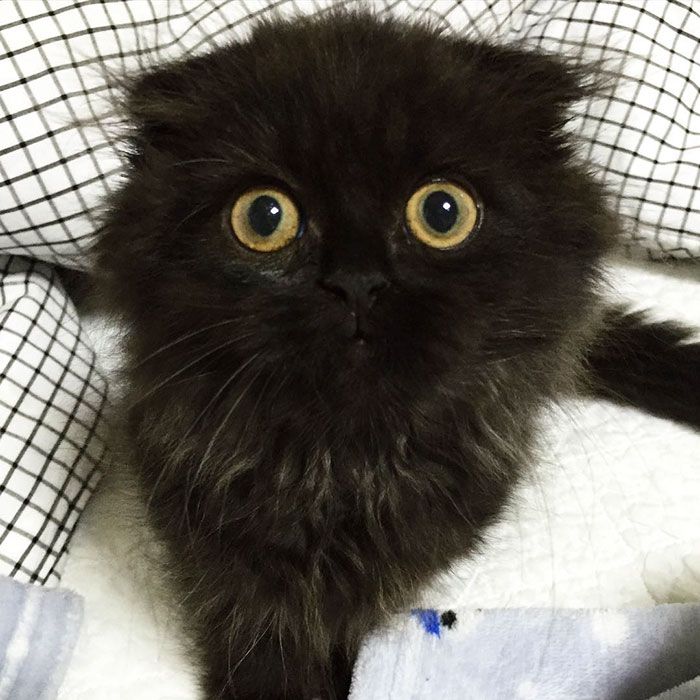 Impossible de ne pas craquer pour Gimo, le chat aux yeux immenses et trop mignons | So Busy Girls