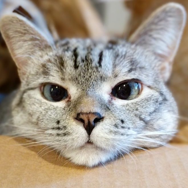 Nala, le chat le plus célèbre d'Instagram, nous fera toujours sourire | So Busy Girls