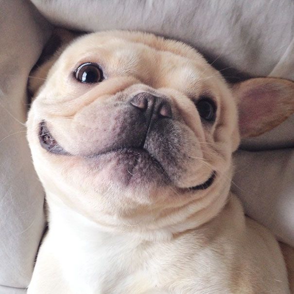 Découvrez Milo, le bulldog narcoleptique qui va vous faire sourire illico ! | So Busy Girls