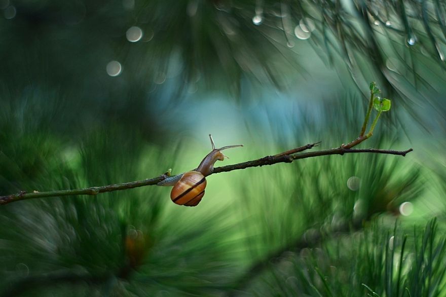 Découvrez le petit monde merveilleux des escargots ! | So Busy Girls