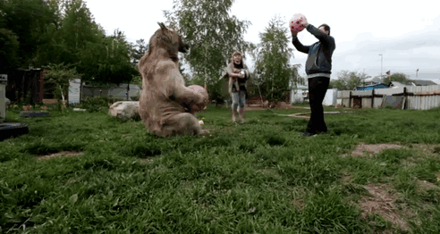 Un couple russe a adopté un ours orphelin il y a 23 ans, et ils vivent toujours tous ensemble ! | So Busy Girls