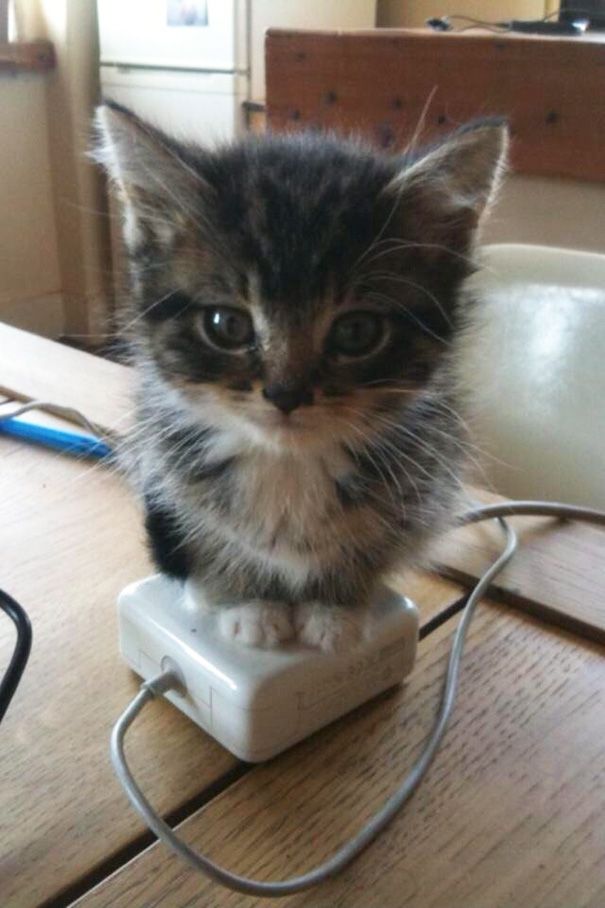30 chats qui adorent la chaleur | So Busy Girls