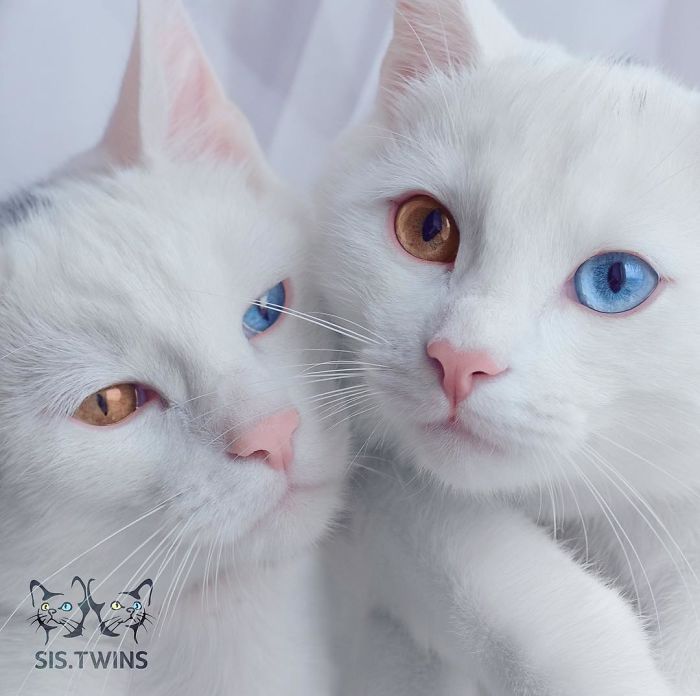 Ces 2 chats blancs aux yeux vairons ont un regard absolument magnifique | So Busy Girls