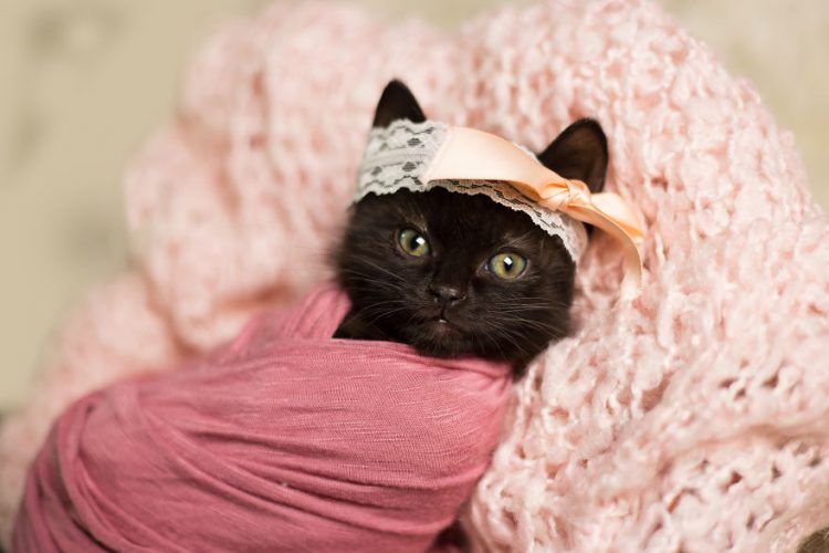 Les photos de ce chaton endormi sont si mignonnes qu'elles vont vous faire craquer ! | So Busy Girls