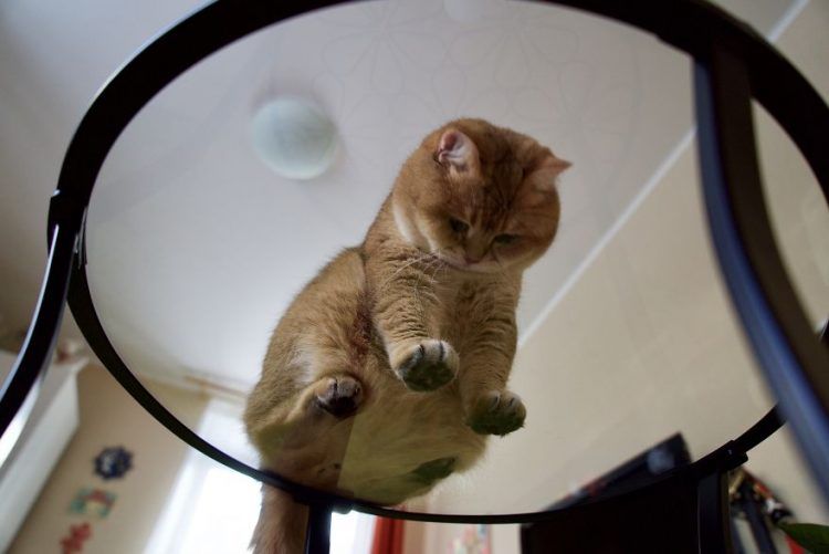 Découvrez Hosico, le Chat botté en chair et en os ! | So Busy Girls