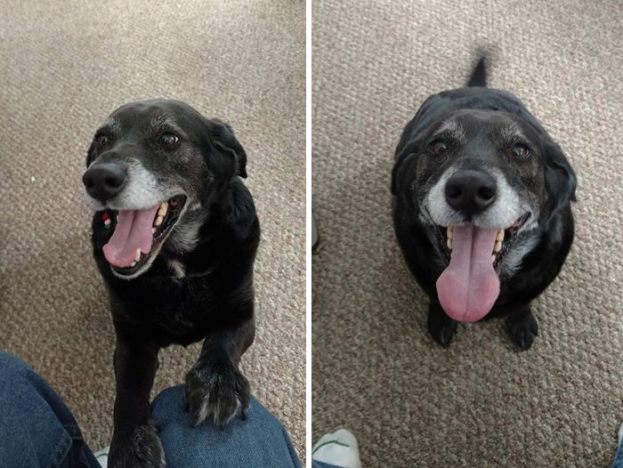 Ces 16 photos de chiens qui viennent de se faire adopter vont vous donner envie d'en recueillir un vous aussi ! | So Busy Girls