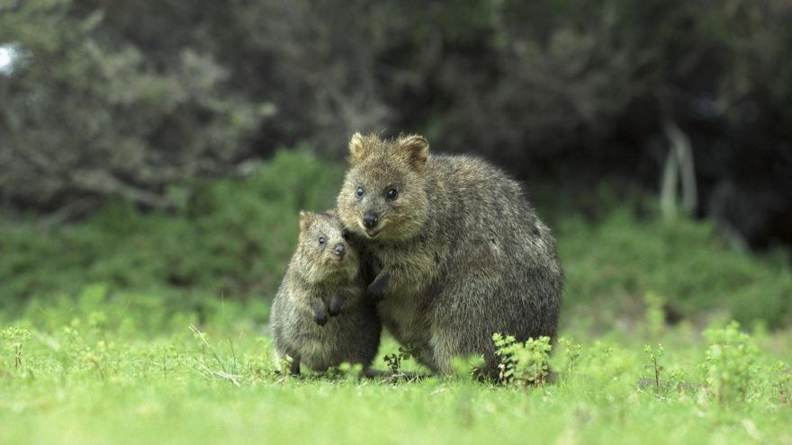 17 animaux adorables qui pourront toujours compter sur l'amour de leur mère | So Busy Girls