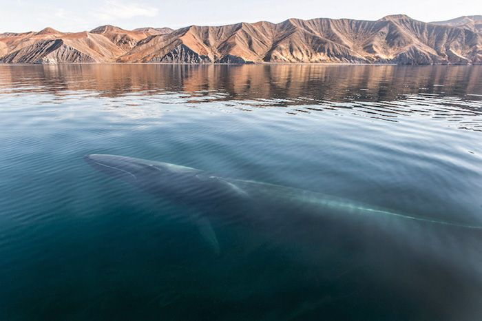 Ce photographe a passé 25 ans à montrer la beauté majestueuse des dauphins et des baleines | So Busy Girls