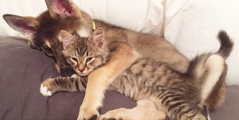 Ce husky a adopté ce chat dans un refuge et depuis, ils sont inséparables ! | So Busy Girls