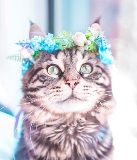 Cette femme prend des photos sublimes de ses chats qui portent des couronnes de fleurs – c'est vraiment trop chou ! | So Busy Girls