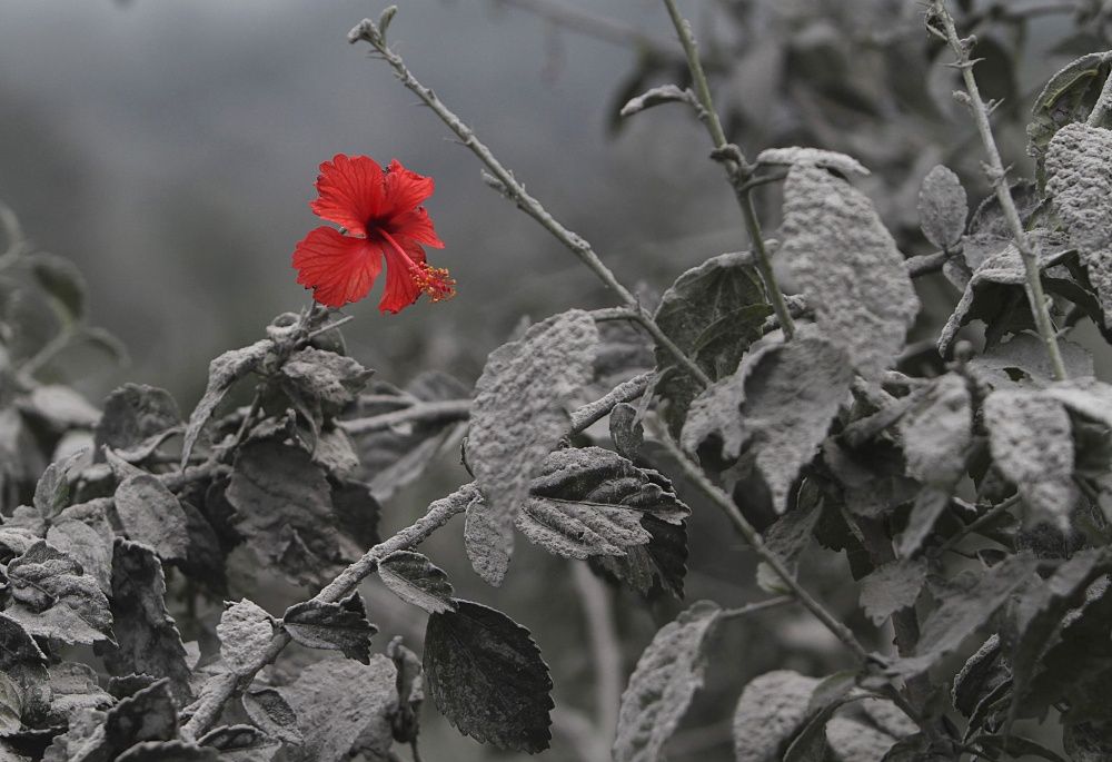 Un hibiscus a fleuri juste après une éruption volcanique sur l’île de Sumatra | So Busy Girls