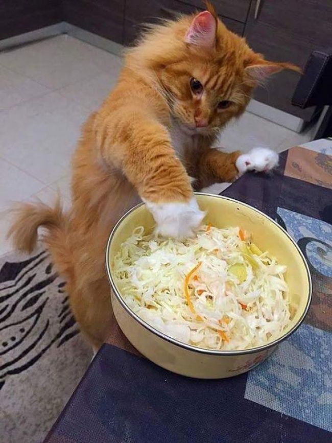 21 photos des plus beaux chats : vous n'allez pas pouvoir leur résister ! | So Busy Girls