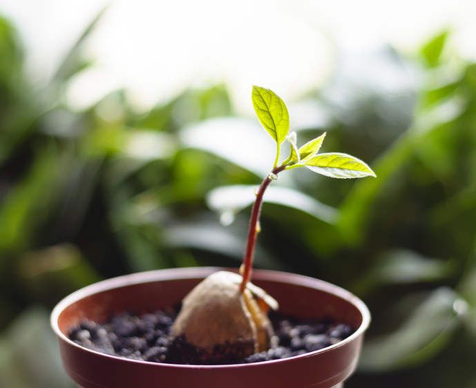 Comment faire pousser un avocatier chez soi à partir d'un noyau d'avocat | So Busy Girls