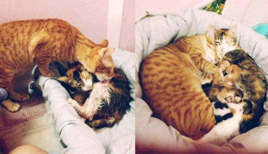 Papa chat soutient cette maman chatte qui accouche et l'inonde de câlins | So Busy Girls