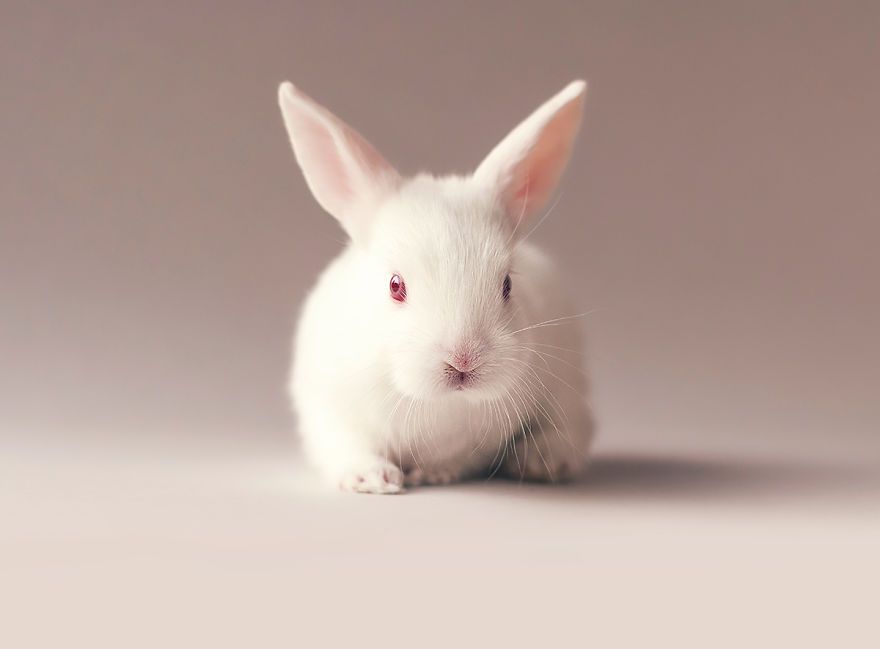 Ce bébé lapin est tellement mignon que vous allez vouloir le même ! | So Busy Girls
