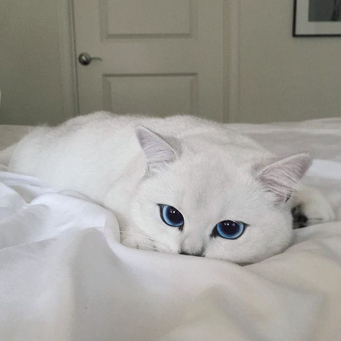 Ce chat a vraiment des yeux sublimes | So Busy Girls