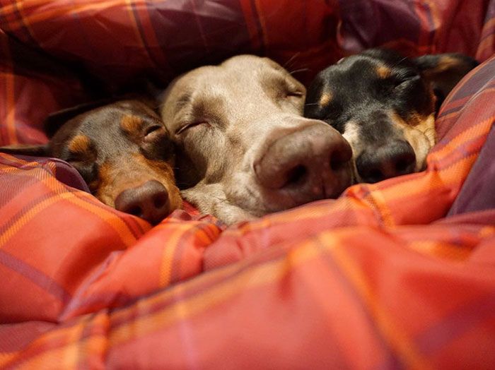 Ces 2 chiens et ce petit chiot endormis tous les 3 sont tellement adorables que vous allez craquer ! | So Busy Girls