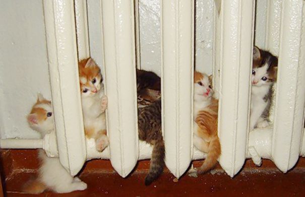 30 chats qui adorent la chaleur | So Busy Girls