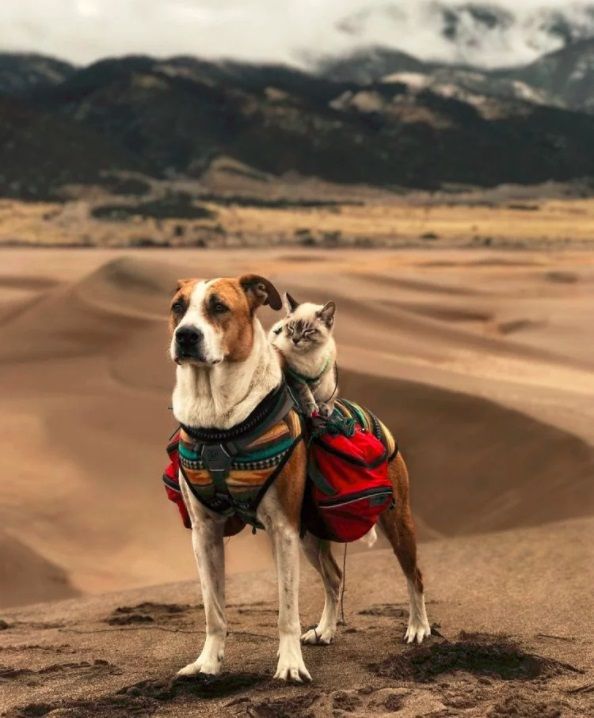 Ce chat et ce chien voyagent partout ensemble, et ils sont vraiment trop mignons | So Busy Girls