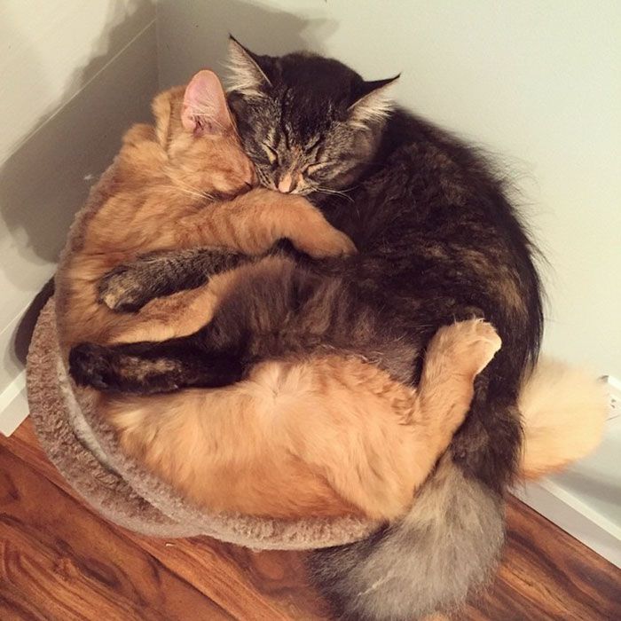 Ces chats sont inséparables : ils continuent à vouloir dormir ensemble même s'ils sont devenus bien trop grand pour leur lit | So Busy Girls