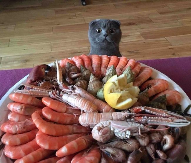21 photos des plus beaux chats : vous n'allez pas pouvoir leur résister ! | So Busy Girls