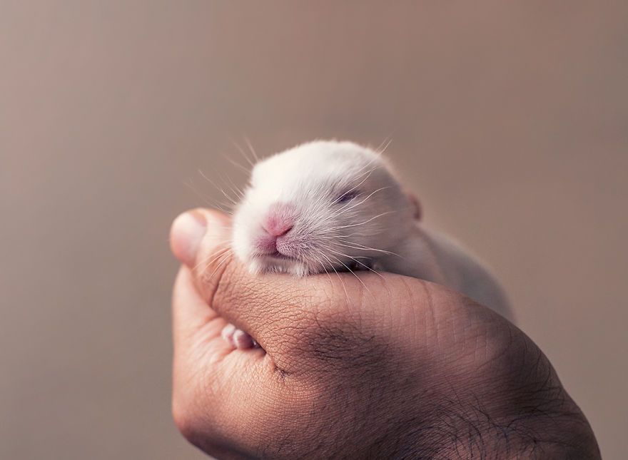 Ce bébé lapin est tellement mignon que vous allez vouloir le même ! | So Busy Girls