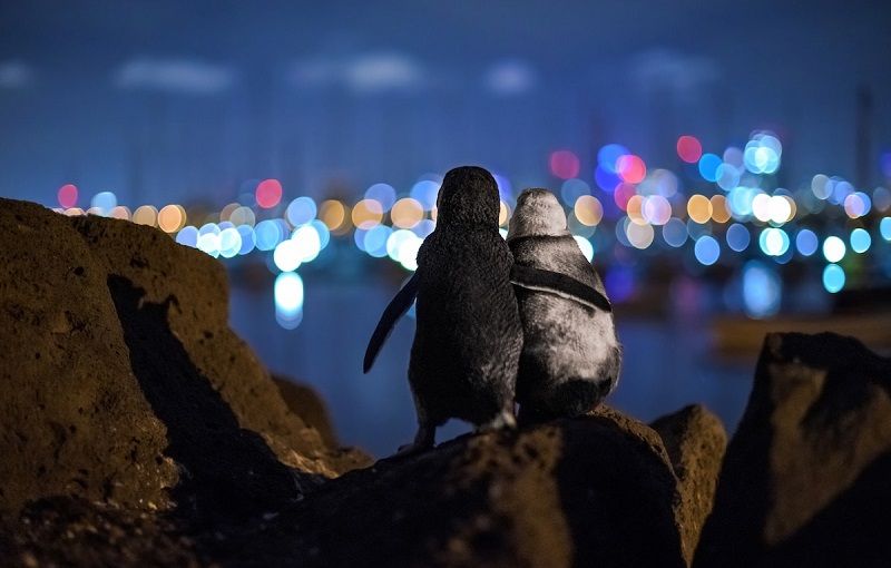 Cette photo attendrissante de 2 pingouins qui s'enlacent tendrement a fait le tour du monde | So Busy Girls
