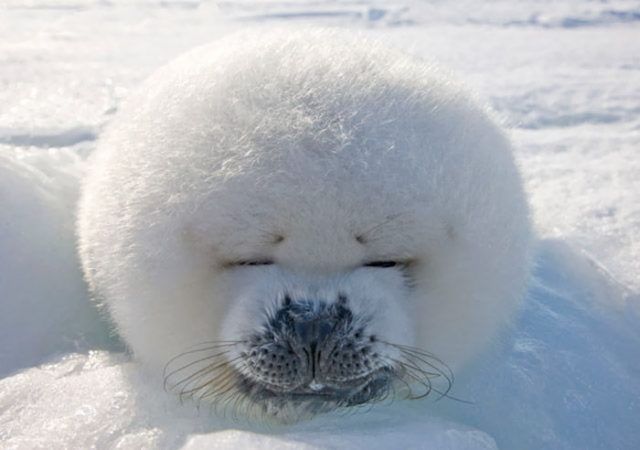 15 animaux tout ronds qui rouleront vers votre coeur illico | So Busy Girls